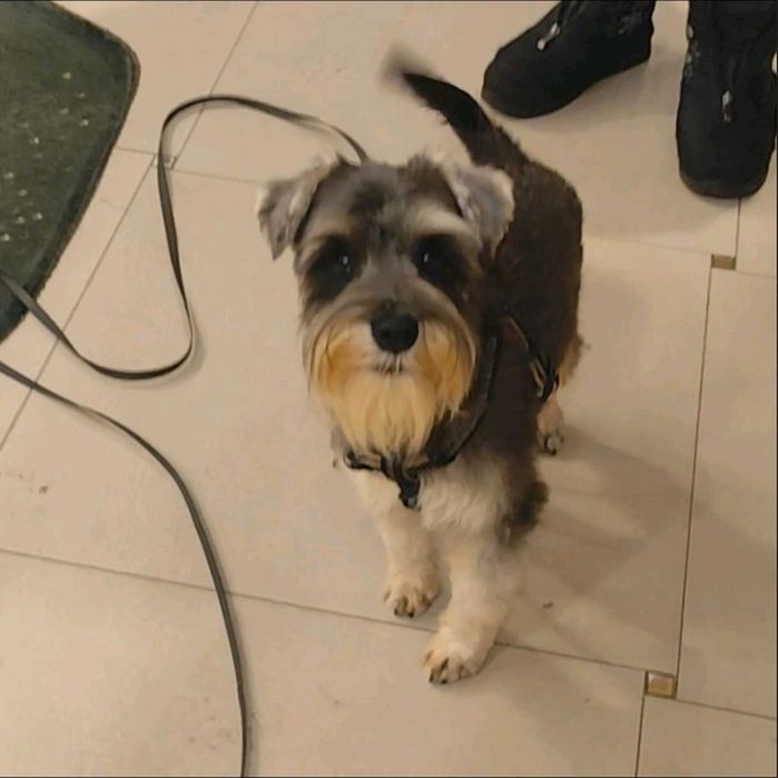 Щенки Цвергшнауцер , самая маленькая служебная собака