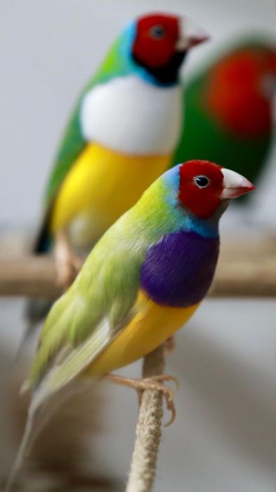 Клiтка для Амадин