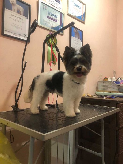 Красивый мальчик Бивер Йорк вязка