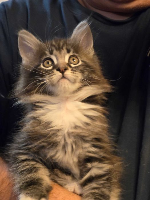 Котики мейн кун, дружелюбні, грайлині, люблять бути поруч з людиною.