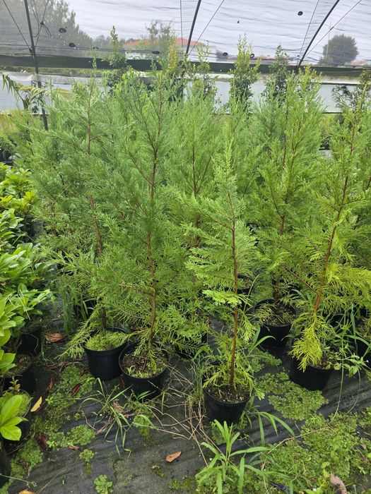 Planta leylandii para sebe. Cedro
