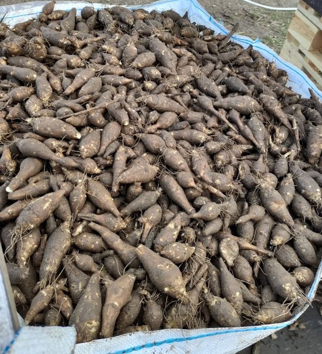 Topinambur Albik Sadzonki