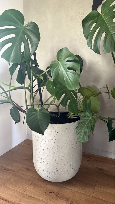 Donica dotee betonowa okrągła beton architektoniczny doniczka osłonka