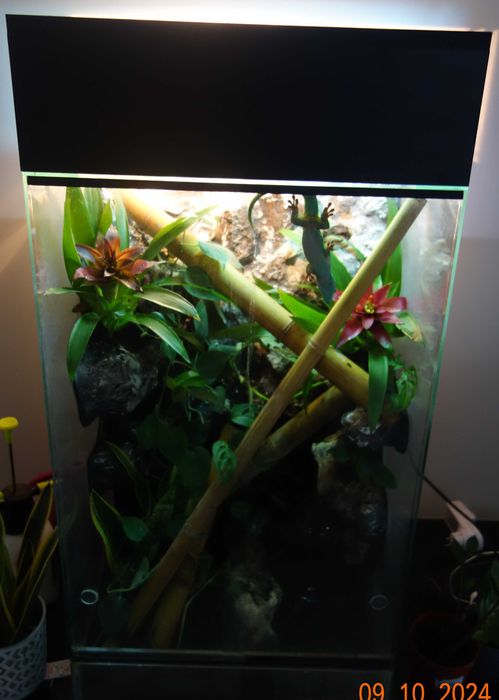 terrarium z wyposażeniem