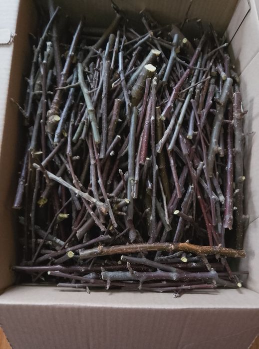 Gałązki jabłoni dla królików naturalne