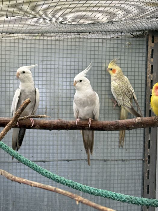 Caturras adultas calopsita