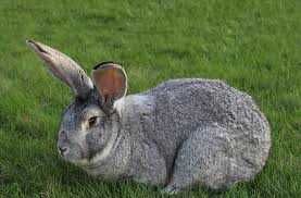 Кролики 2 місячні