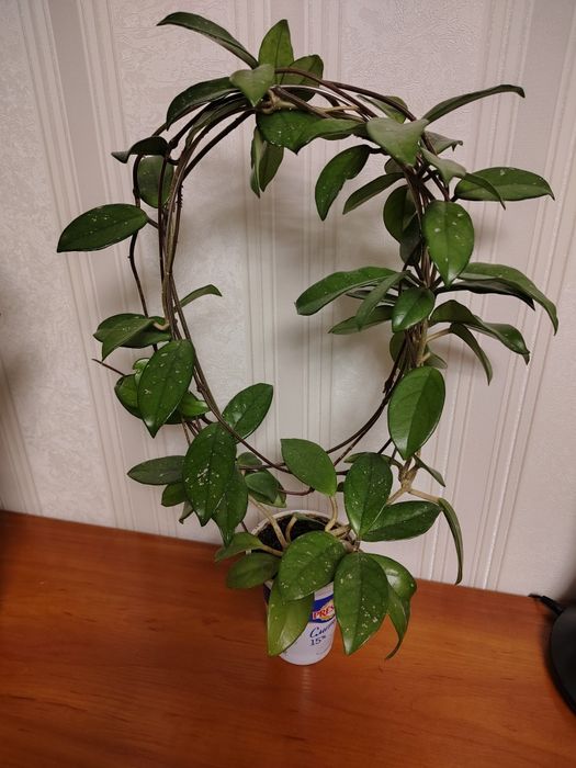 Хойя карноза доросла рослина