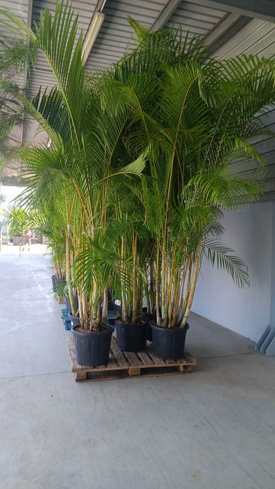 Plantas Naturais
