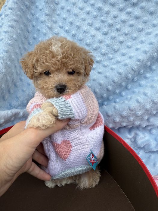 Мальтипу бебі фейс ф1