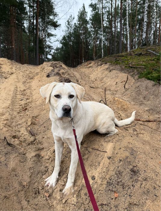 Suczka w typie labrador do adopcji