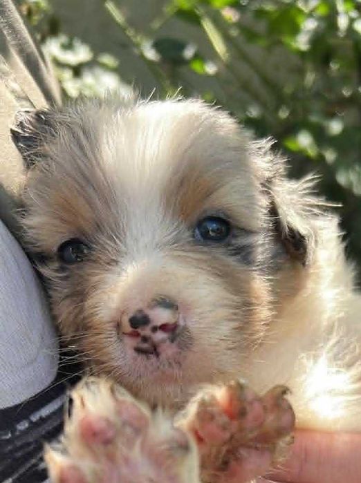 Owczarek australijski suczka blue merle FCI
