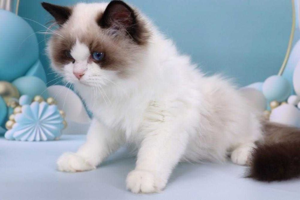 Очень красивый мальчишка с прививками-Ragdoll//РЕГДОЛЛ