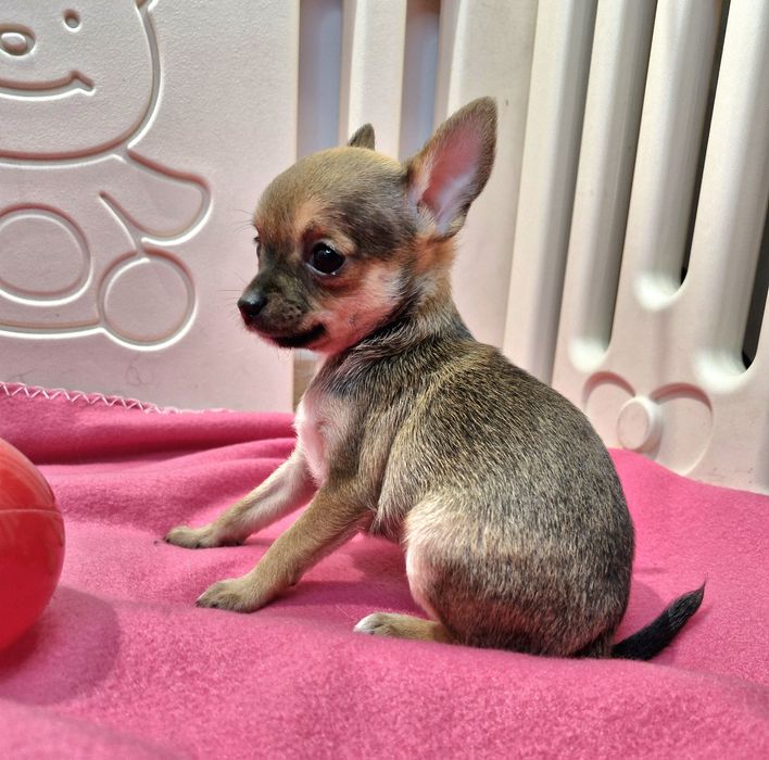 Suczka Chihuahua