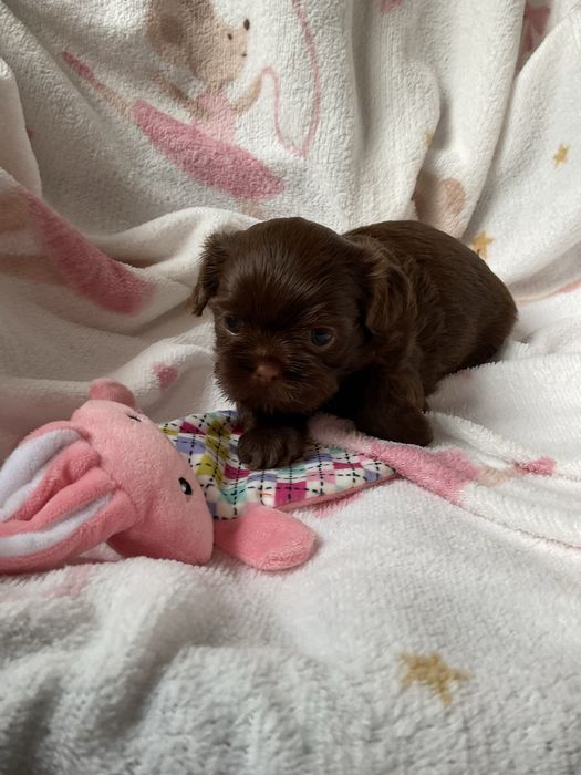 Shih -Tzu Czekoladowa suczka!