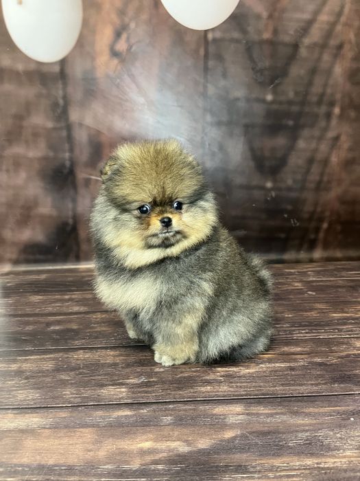 Шпіц померанський хлопчик