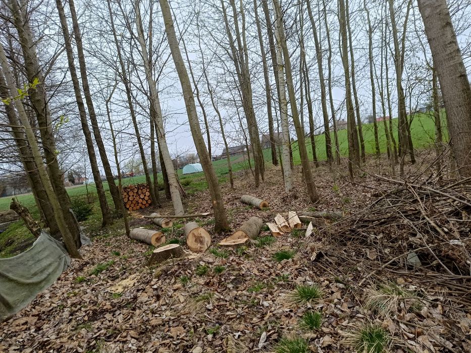 sprzedam drzewo topolemam