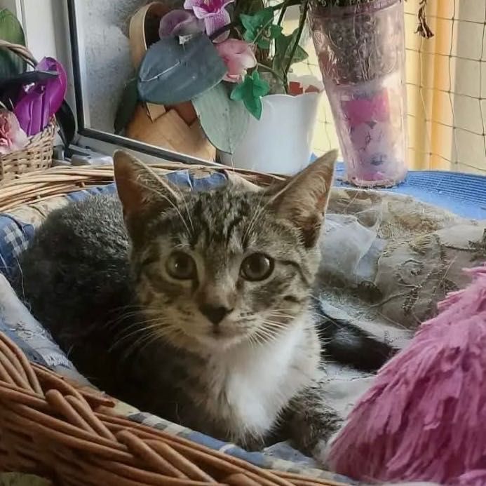 Kociaki do adopcji