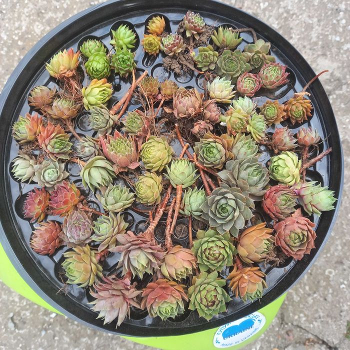 Молодило,кам'яна троянда,дітки,більше 60 штук,мінімум 28 різних сортів