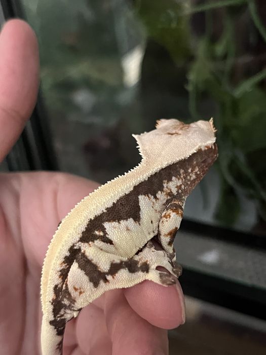 Gekon orzęsiony DP2 cliatus samiec created gecko crestie
