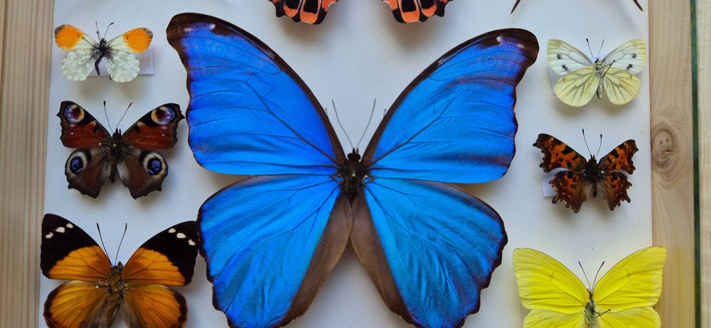 Gablotka motyle Morpho godarti Papilio Junonia i inne na ścianę