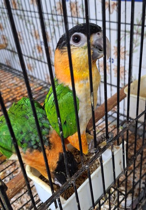 Marianinhas cabeça preta