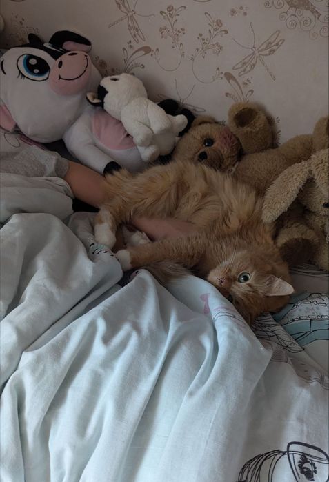 Перетримка домашніх улюбленців