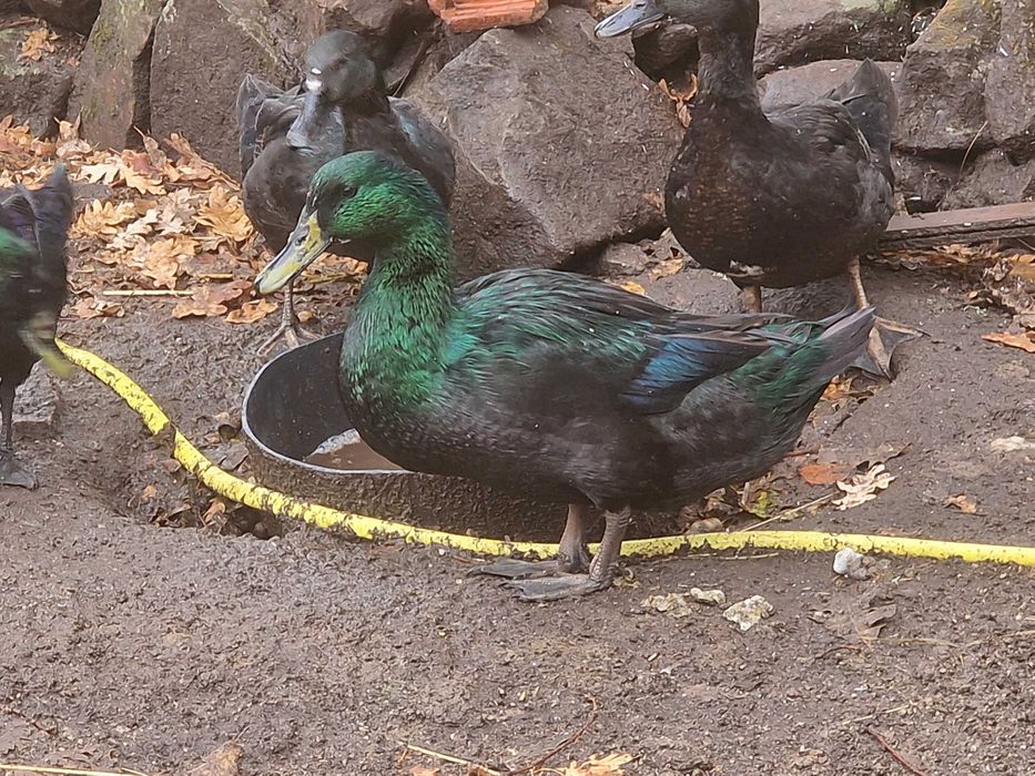 Ovos de pata de raça cayuga
