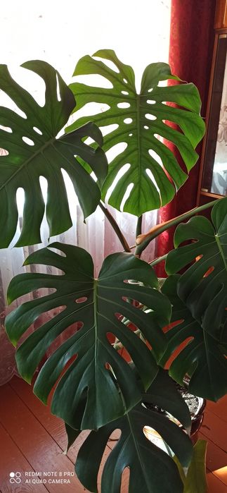 Монстера 10 листочків.