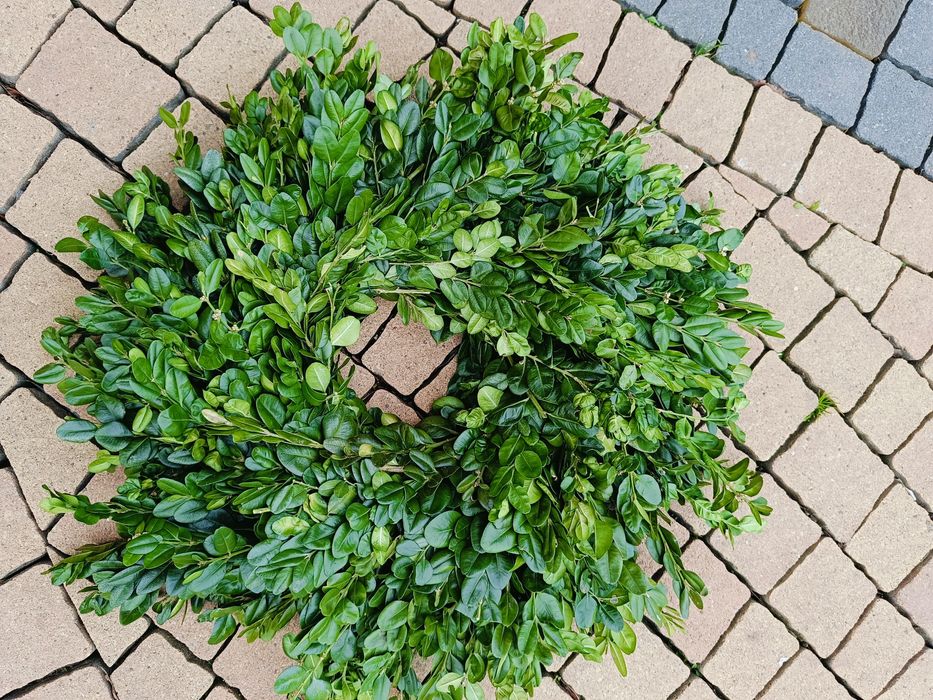 Wianek Wielkanocny żywy z bukszpanu 40cm