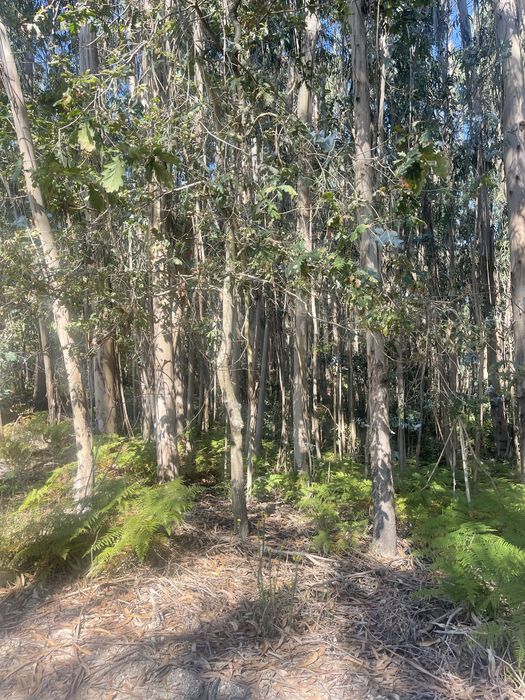 Terreno eucalipal - Proximo a nova rentabilização