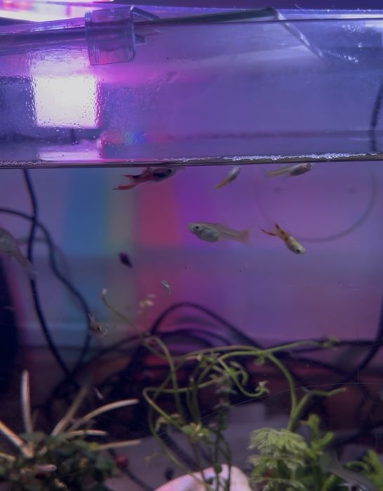 Guppys Endler - Apenas Machos