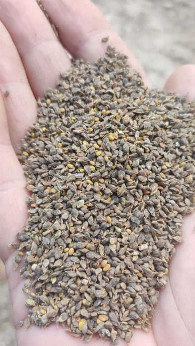 Nostrzyk biały dwuletni