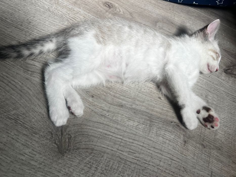 Gato para adoção