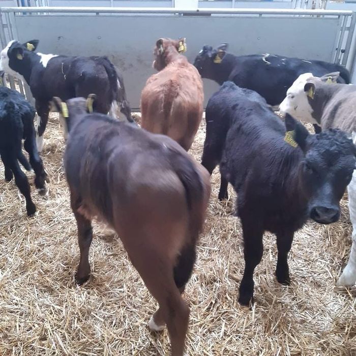 Cielaki odsadki byczki jałoweczki