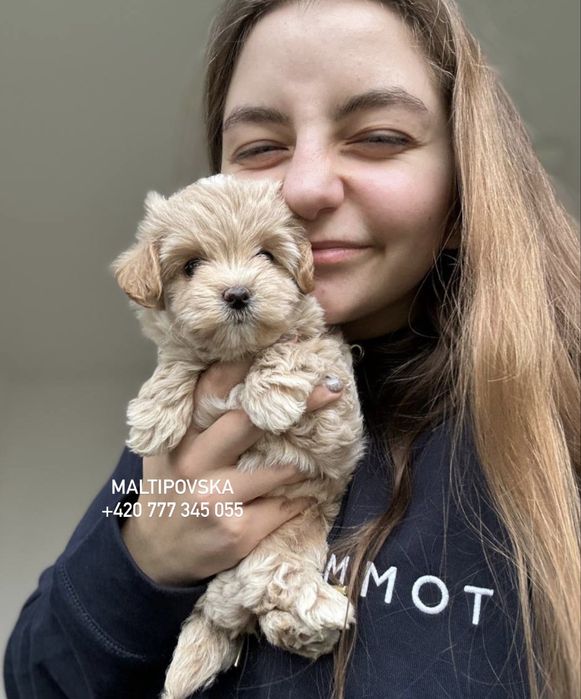 Мальтипу ф1 и ф2 карамельного цвета