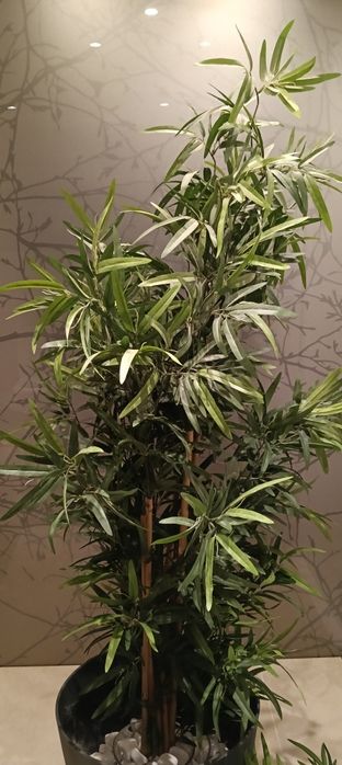 Canas da Índia artificial