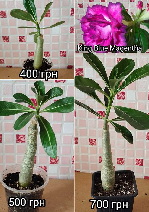 Адениум махровый привитый Madeira