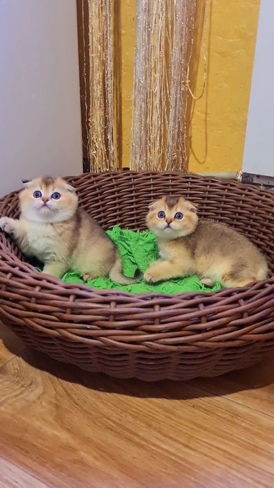 Мальчик вислоухий