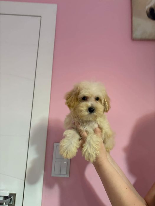 Śliczny chłopiec Maltipoo gotowy do zmiany domku