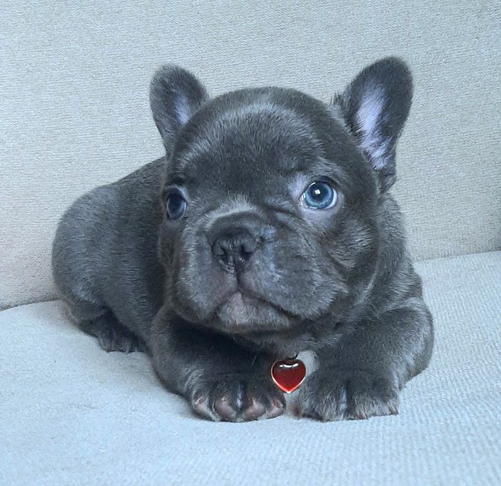 Buldog francuski piesek