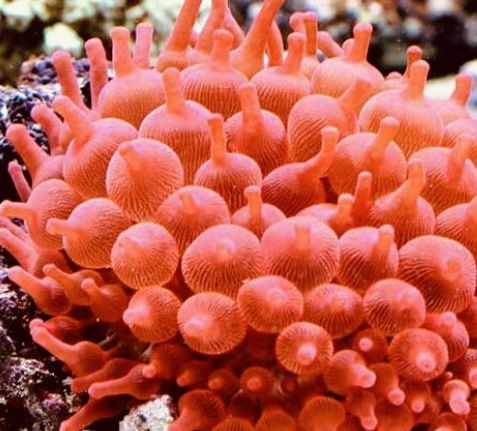 Entacmaea Ruadricolor Rainbow  -Akwarystyka Morska {Dostępny}