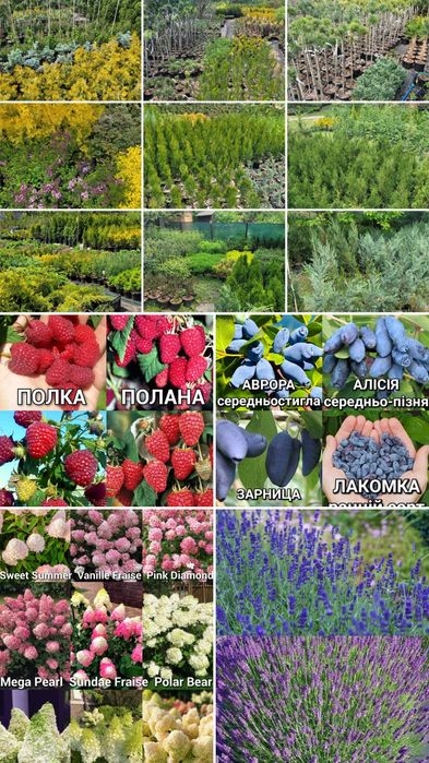 Широкий вибір рослин по доступним цінам!