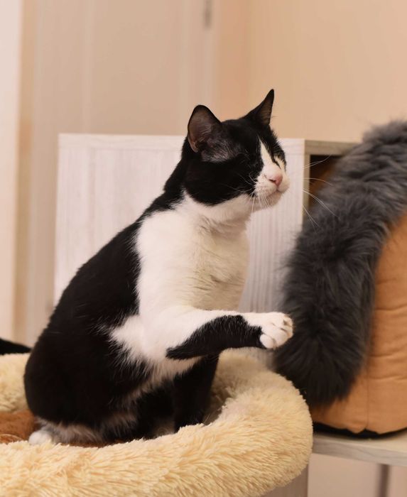 Жора, кот с тяжелой судьбой