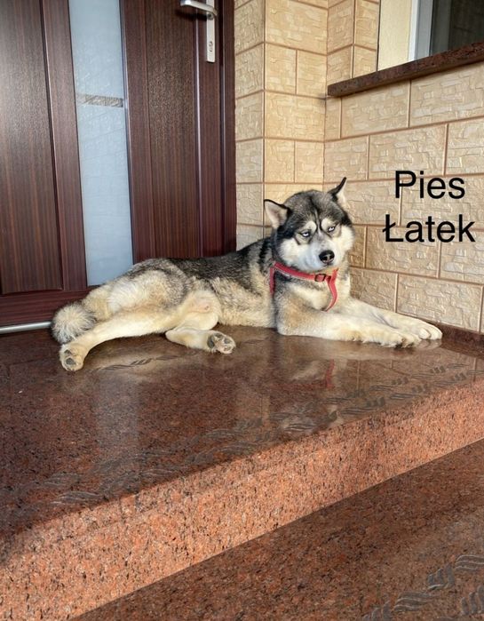 Husky Syberyjski