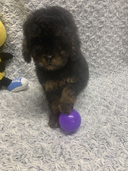 Хлопчик Той Пудель