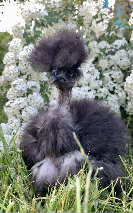 Китайская шелковая