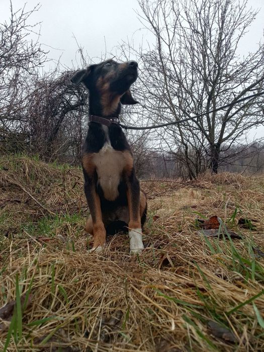 Цуценята в добрі руки