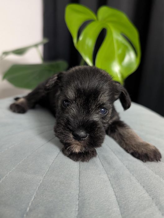 Piesek sznaucer miniaturowy