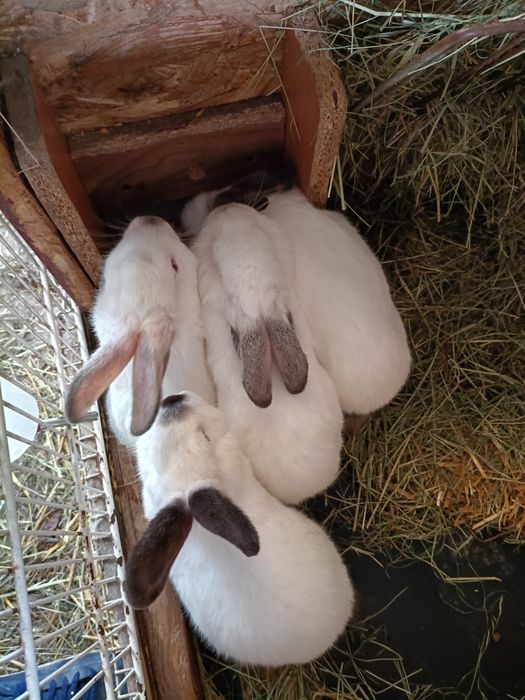 Króliki i gryzonie